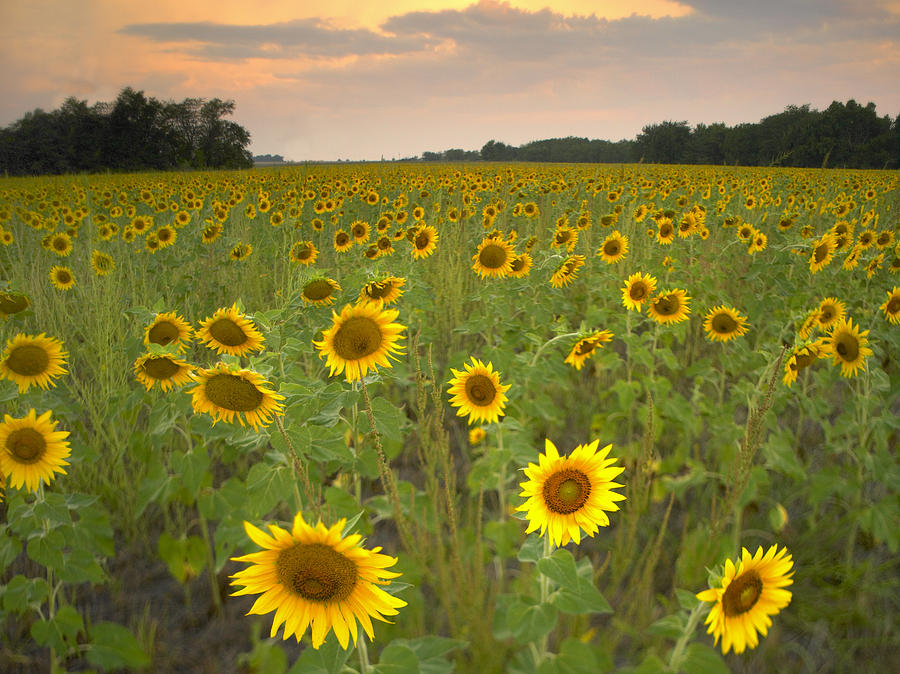 Field Of Sunflowers Flint Hills Photograph by Tim Fitzharris