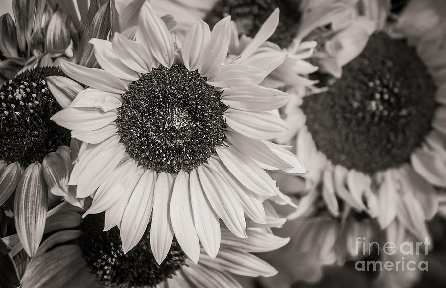 Field of Sunflowers   Photograph by Sherry Davis