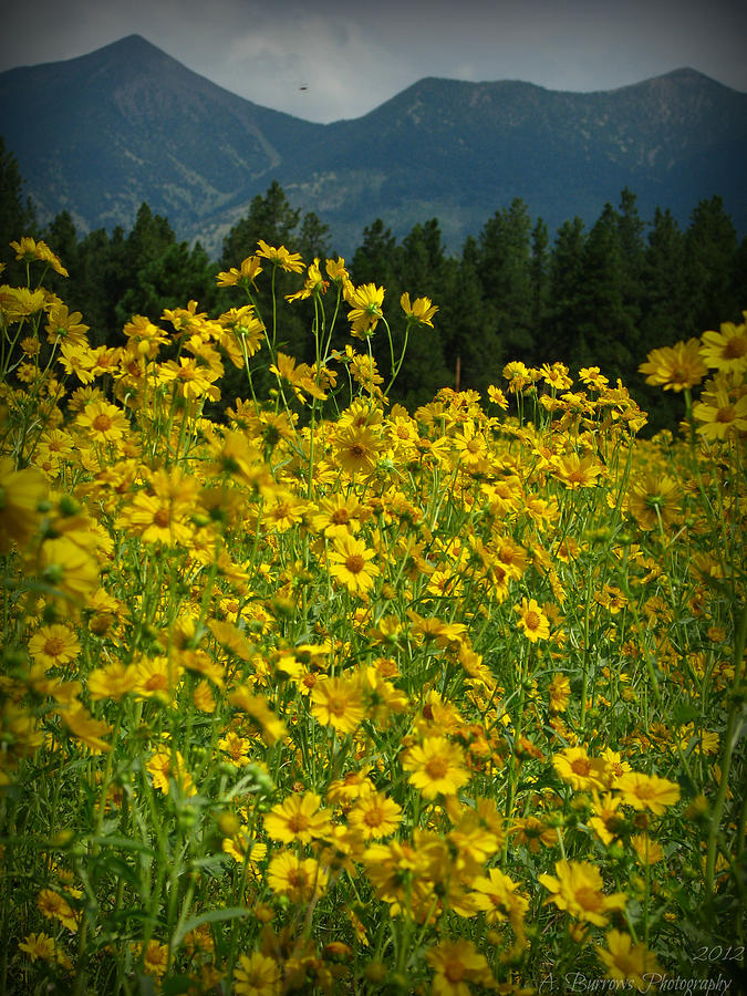 Field of Tickseed Sunflowers Photograph by Aaron Burrows