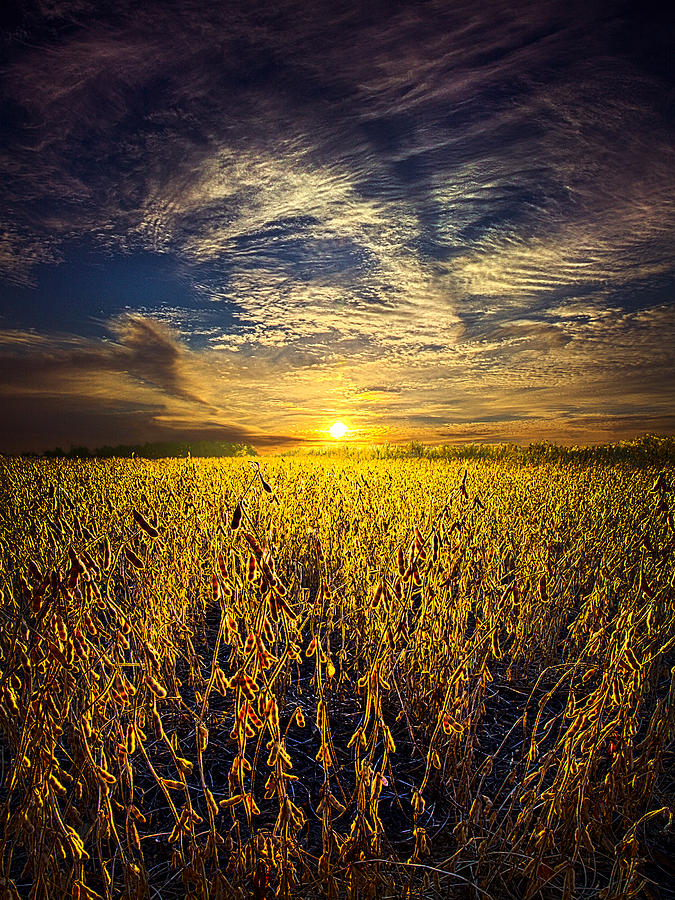 Field of Vision Photograph by Phil Koch - Fine Art America