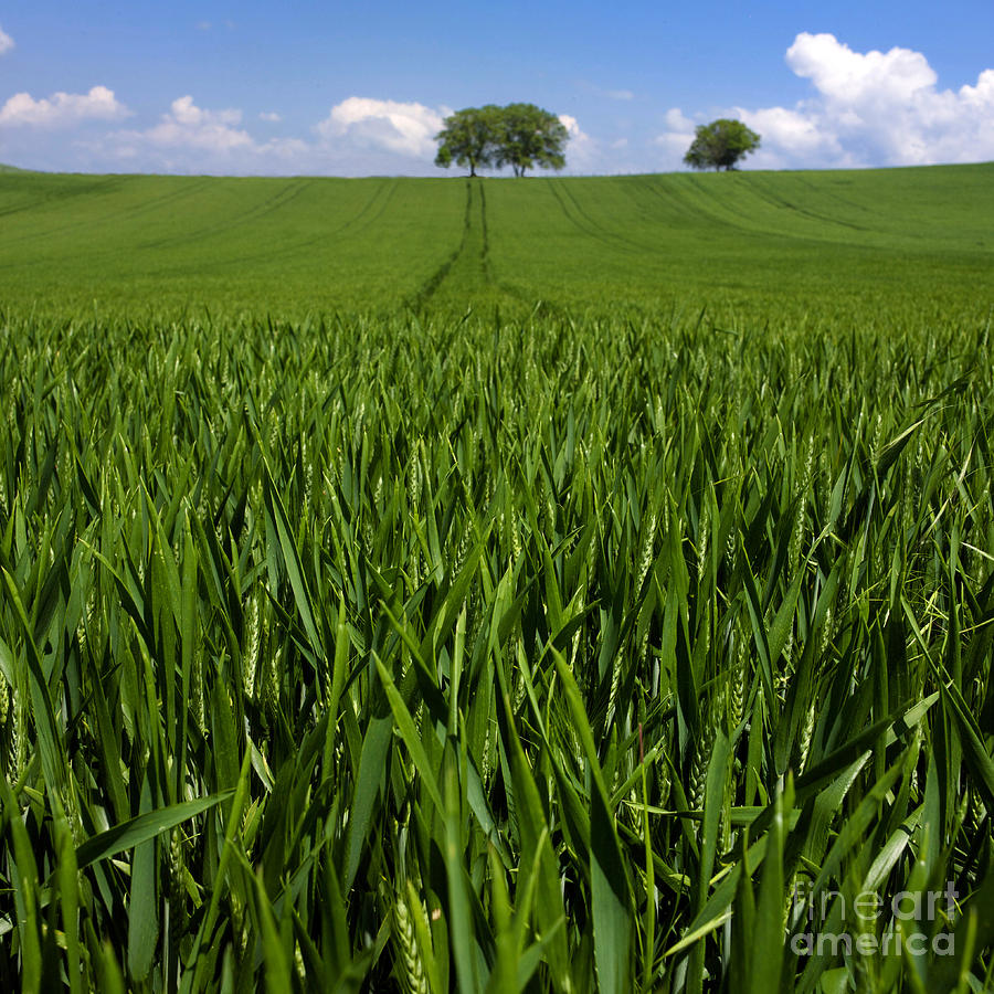 Tree Photograph - Field of wheat. Auvergne. France. Europe by Bernard Jaubert