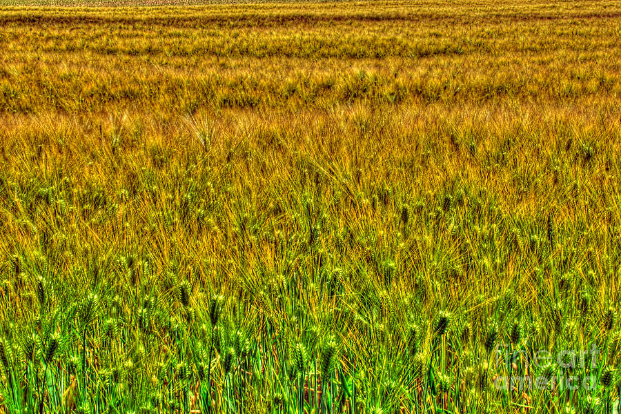 Field of Wheat Photograph by Mark Dodd