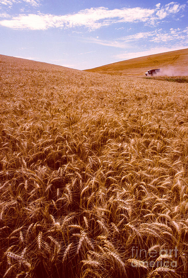 Field Of Wheat Photograph by Photo Researchers