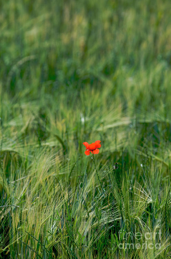 Nature Photograph - Field of wheat with a solitary poppy. by Bernard Jaubert