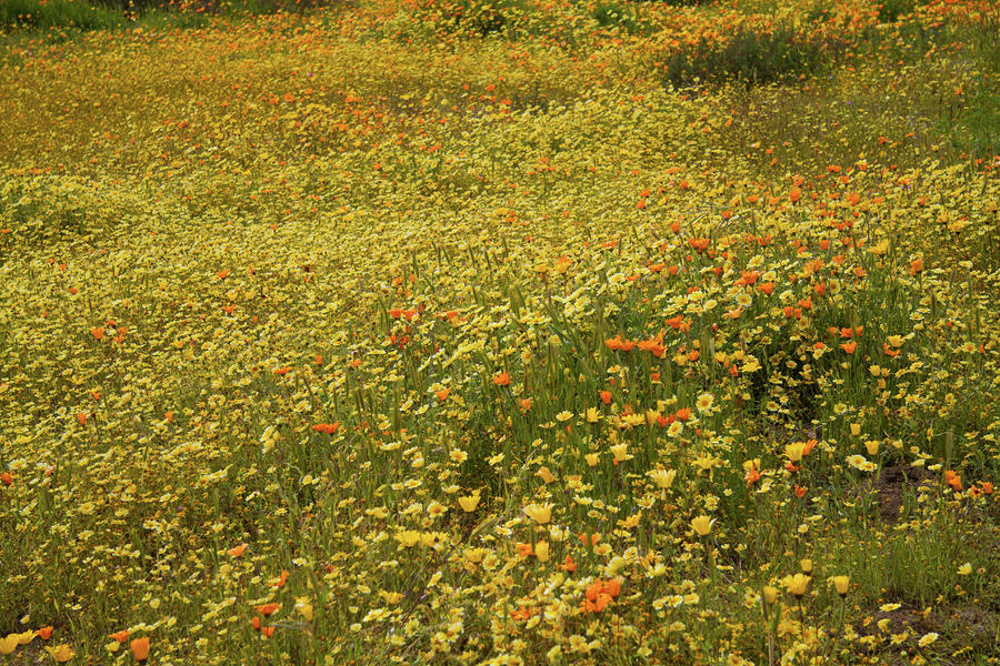 Field Of Wildflowers 4 Photograph by Roger Mullenhour