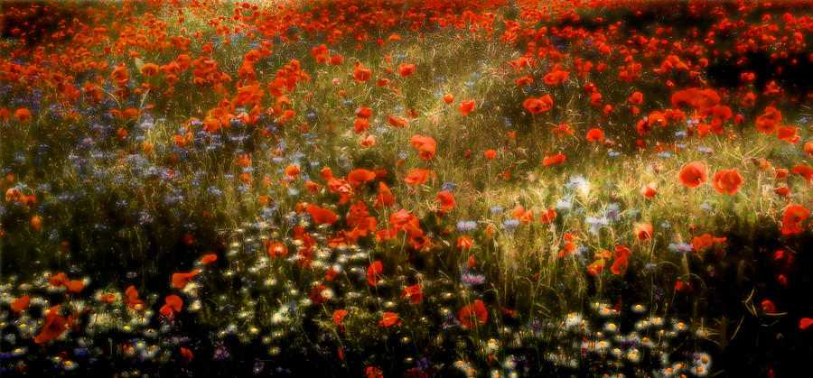 Field of Wildflowers Photograph by Ellen Heaverlo
