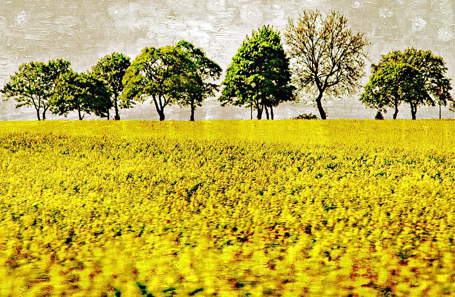Field Of Yellow And Green Digital Art by Carrie OBrien Sibley