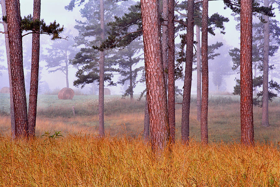 Tree Photograph - Field Pines and Fog in Shannon County Missouri by Greg Matchick