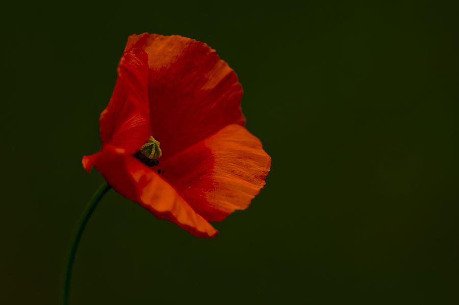 Field Poppy Photograph by Rob Hemphill