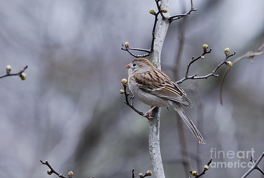 Field Sparrow Photograph by Randy Bodkins