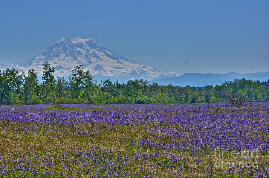 Fields of Camas Photograph by Sean Griffin