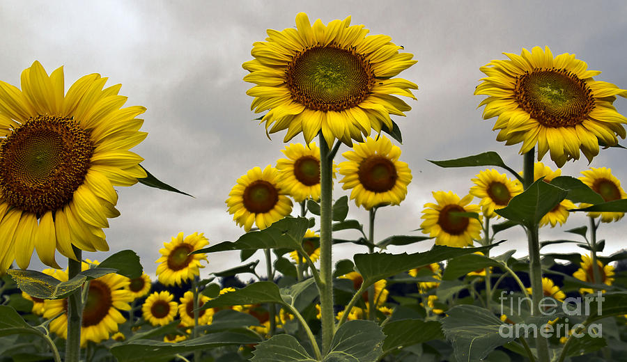 Sunflower Photograph - Fields of Glory by Brenda Giasson