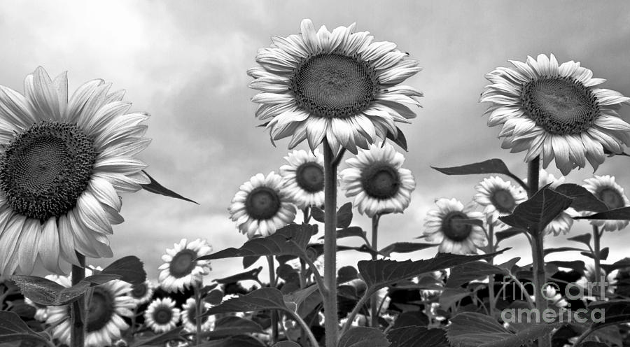 Fields of Glory in BW Photograph by Brenda Giasson