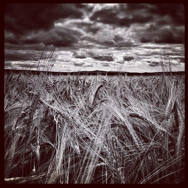 B Photograph - Fields Of Gold... Well, They Would Have by Robert Campbell