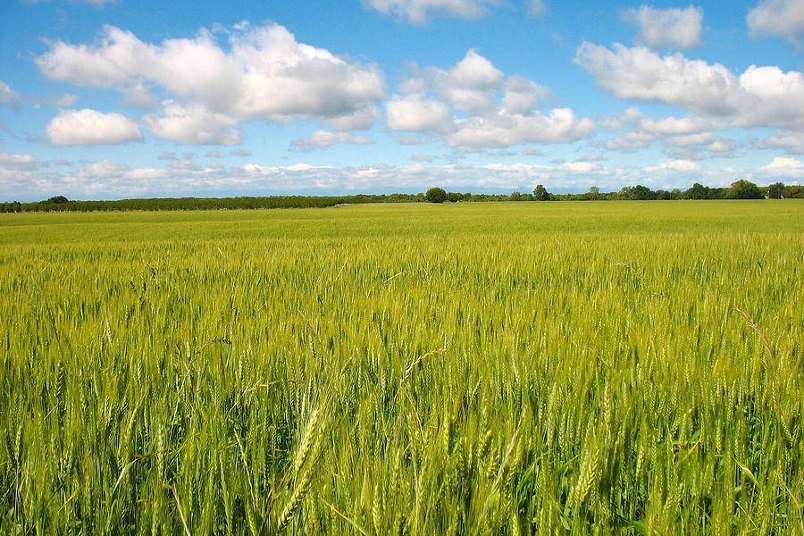 Fields Of Grain by Sean McClay