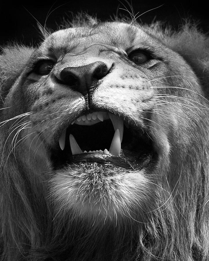 Fierce in Black and White Photograph by Wade Aiken