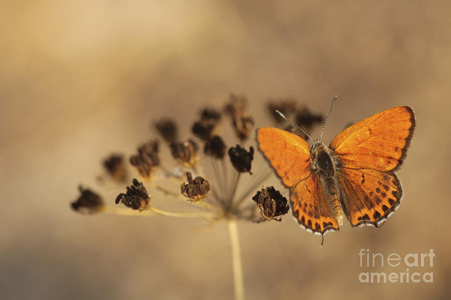 Fiery Copper butterfly Photograph by Alon Meir 