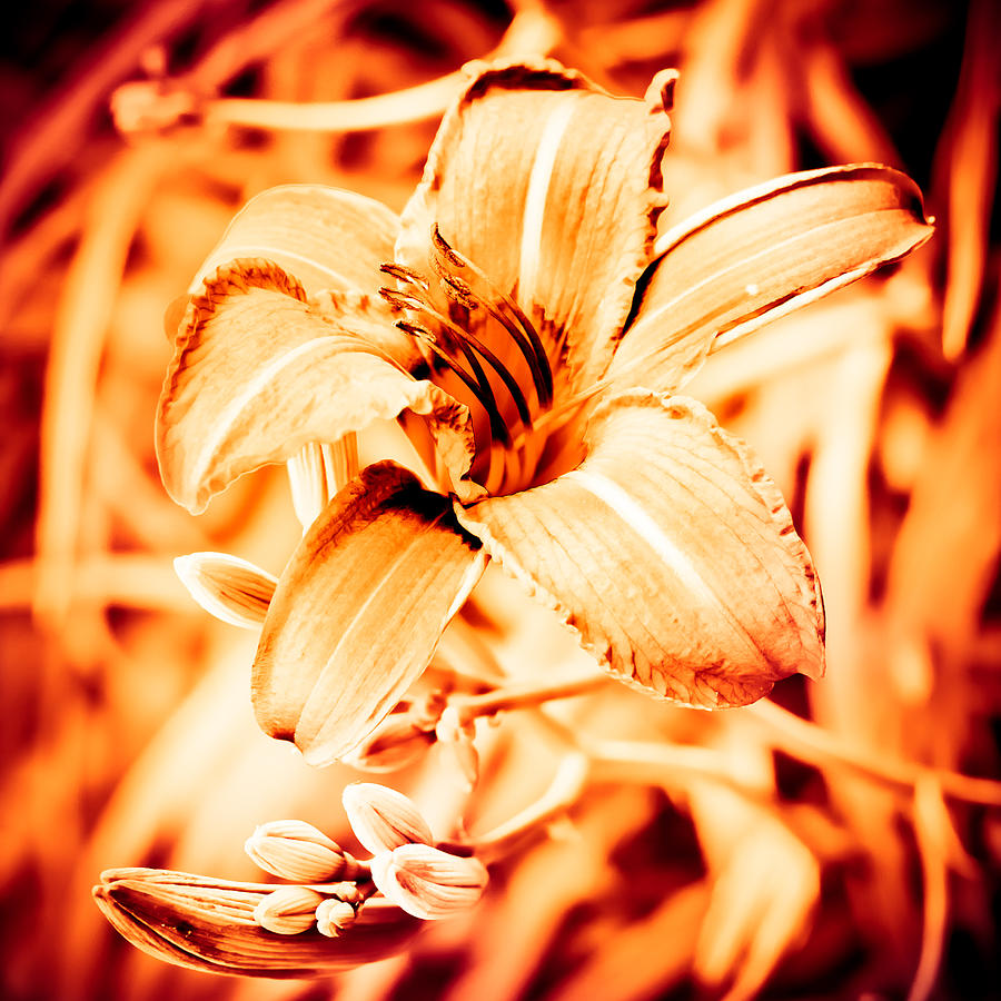 Fiery Day Lily Photograph by Robert Clifford