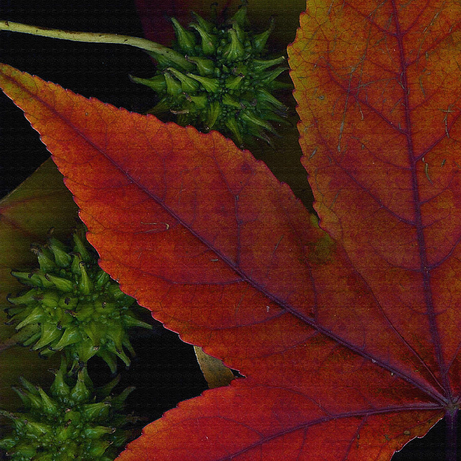Fiery Leaf Photograph by Bonnie Bruno