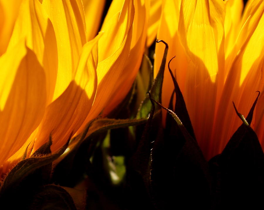 Fiery Sunflowers Photograph by Kume Bryant