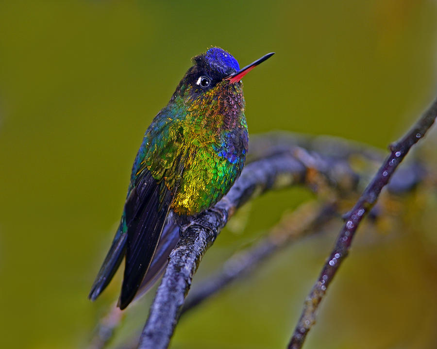 Fiery-throated Hummingbird Photograph by Tony Beck