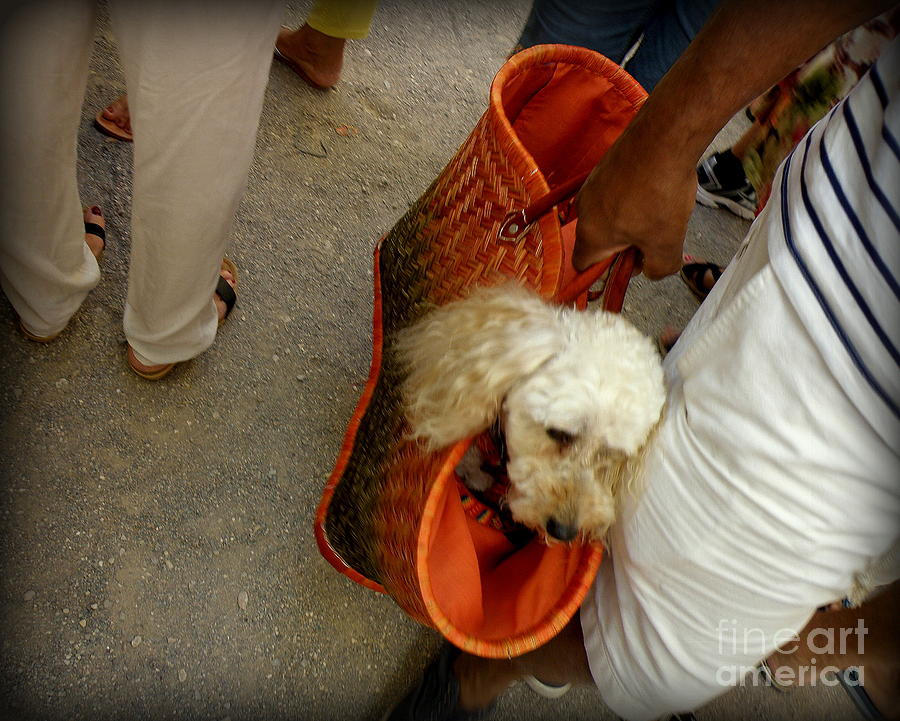 Dog Photograph - FiFi goes to Market by Lainie Wrightson