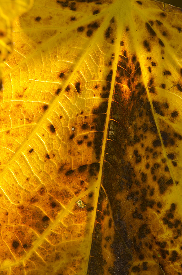 Fig leaf Photograph by Perry Van Munster