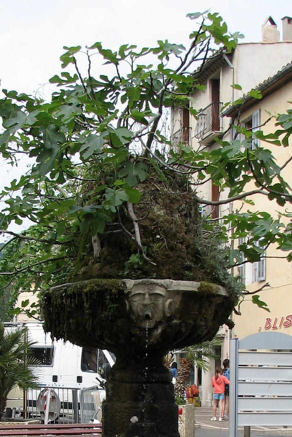 Fig Tree Fountain Photograph by Carla Parris