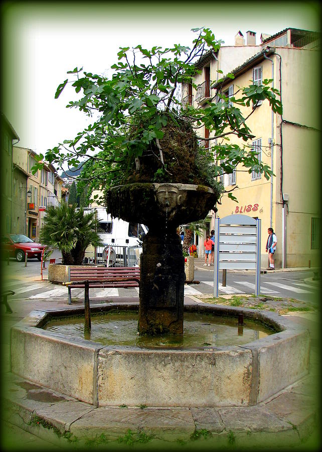 Fig Tree Fountain in Cassis Photograph by Carla Parris