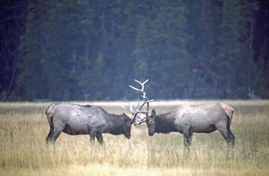 Fighting Elk Photograph by Craig Ratcliffe - Fine Art America