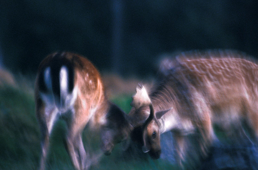 Fighting Fallow Deer Photograph