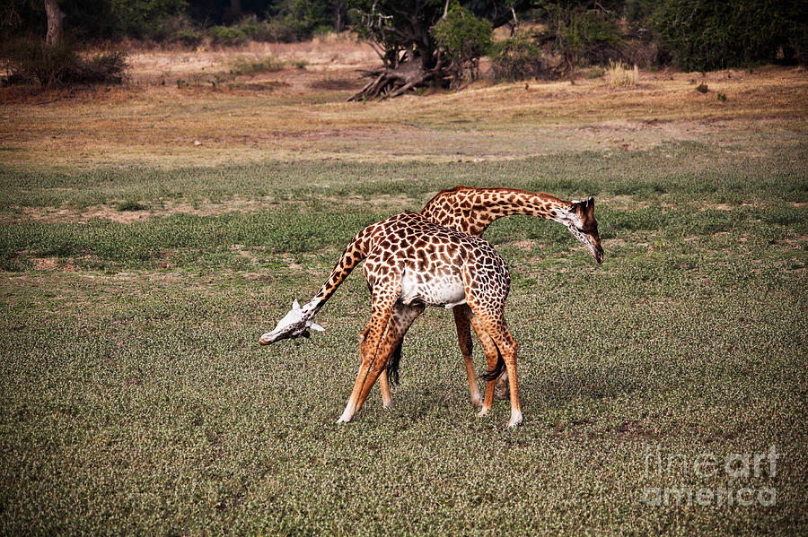 Fighting Giraffe Photograph by Gualtiero Boffi