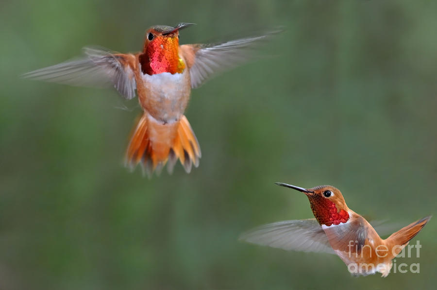 Fighting Hummers I I Photograph by Laura Mountainspring