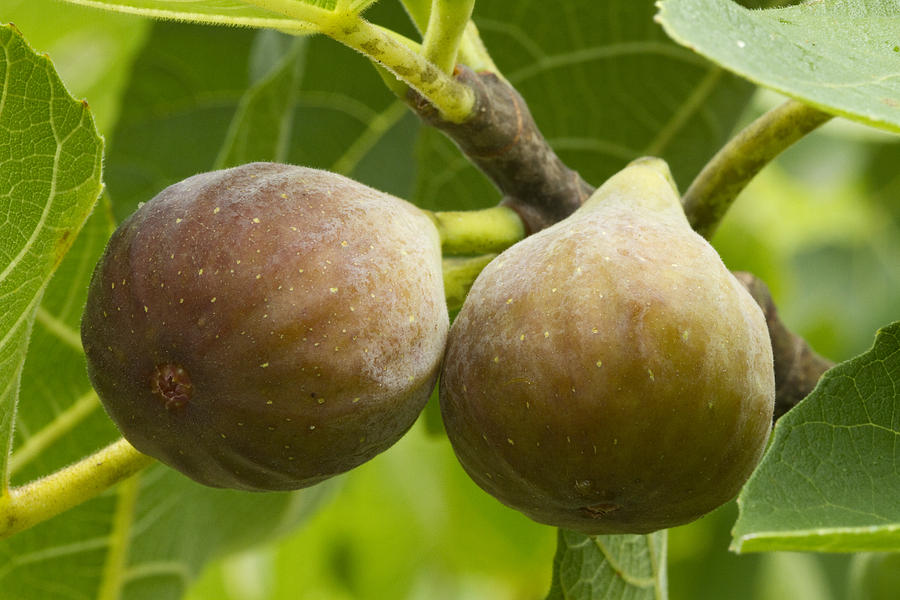 Figs Photograph by Carrie Cranwill