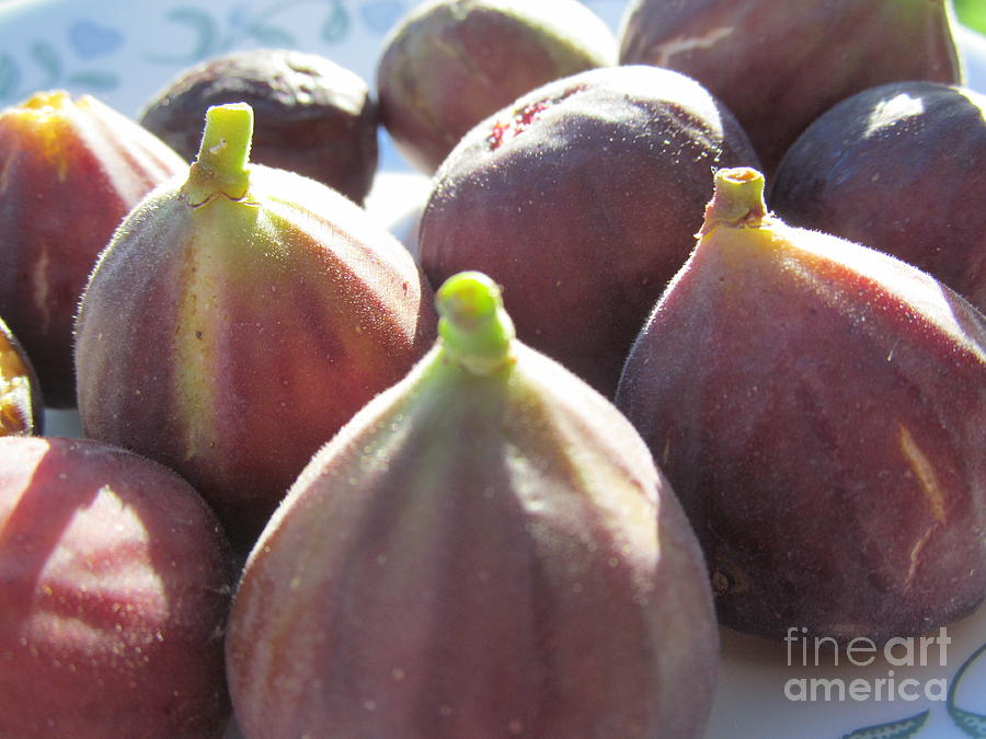 Figs Last Harvest Photograph