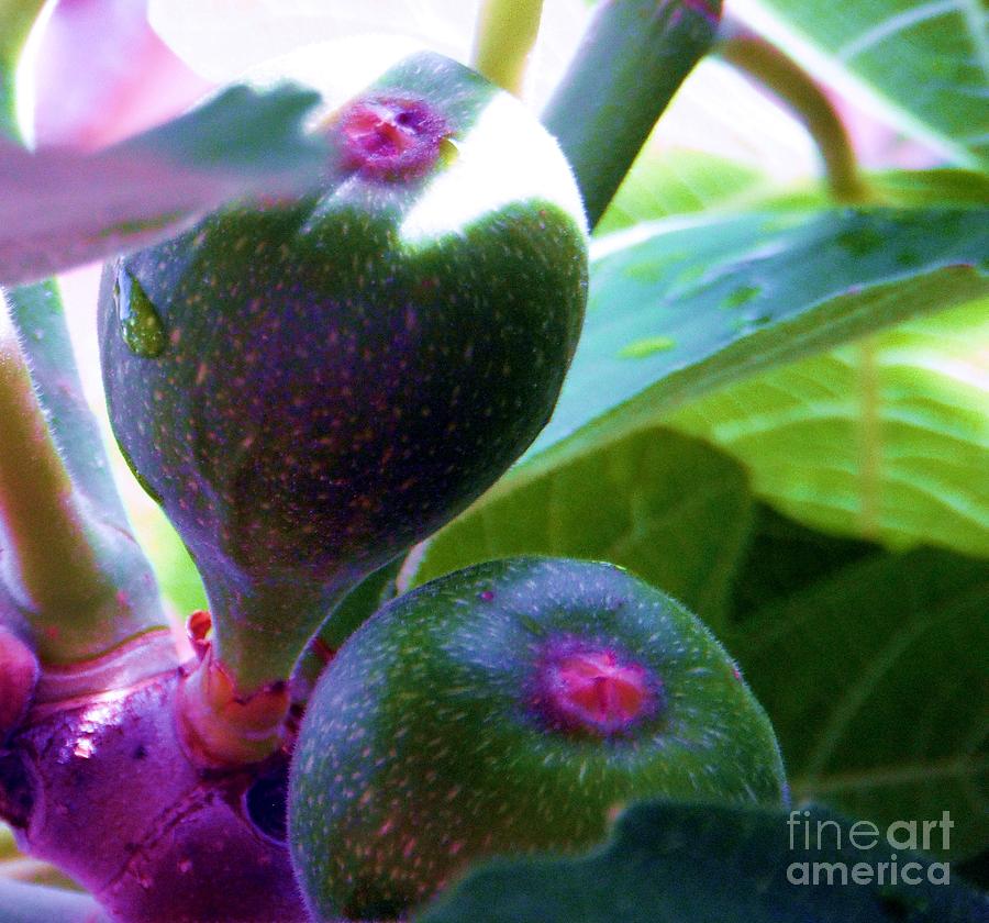Figs Photograph by Susan Carella