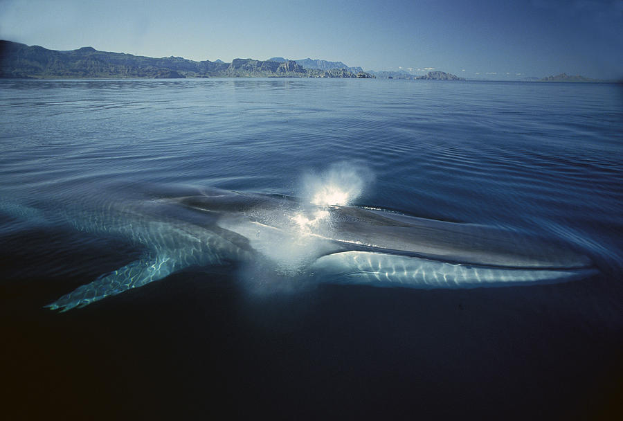 Fin Whale Balaenoptera Physalus Photograph by Tui De Roy