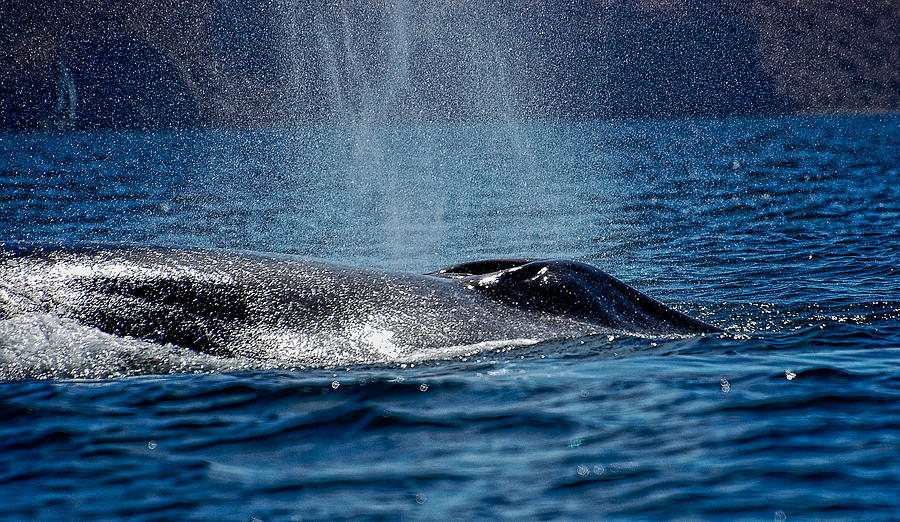 Fin Whale Spouting Photograph by Don Schwartz