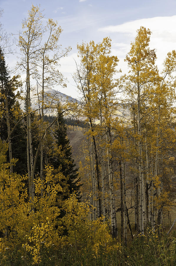 Final Fall Aspens on Hahns Peak Photograph by Daniel Hebard
