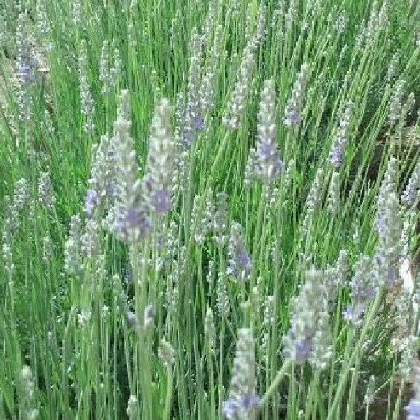 Summer Photograph - Finally...lavender Season!! Santa Fe by Holly Sharpe-moore