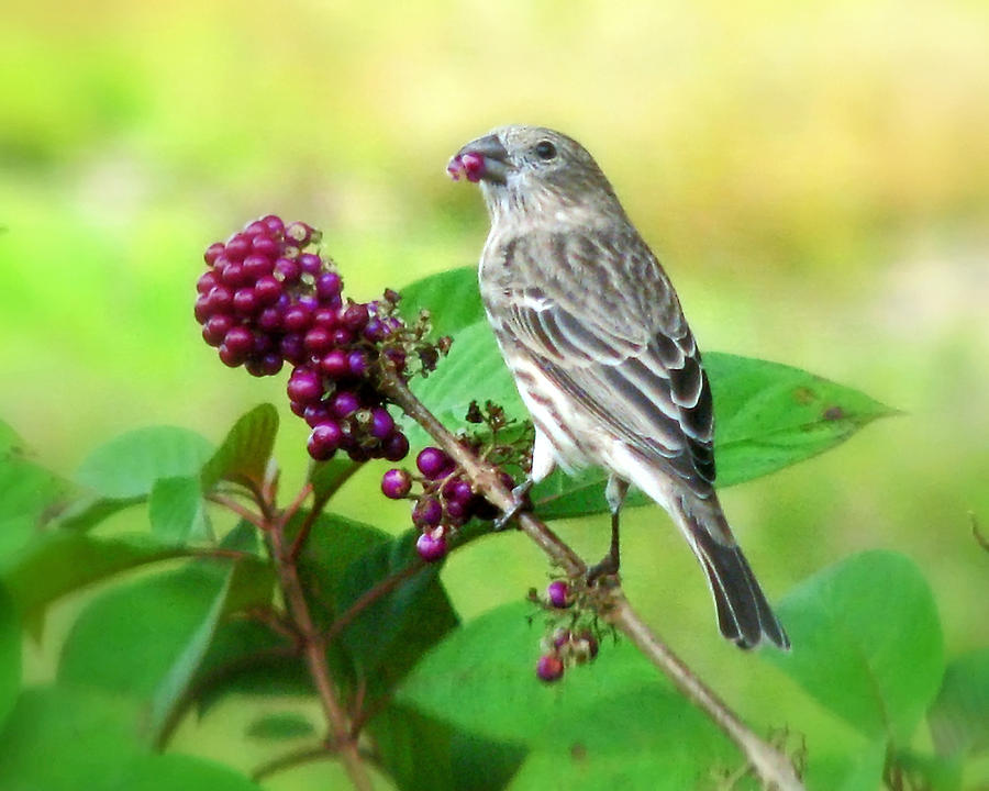 Finch Eating Beautyberry Photograph by Peggy Urban
