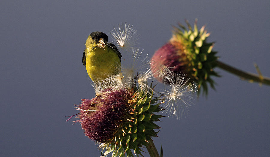 Finch Eating Thistle Seeds Photograph by Dorothy Cunningham