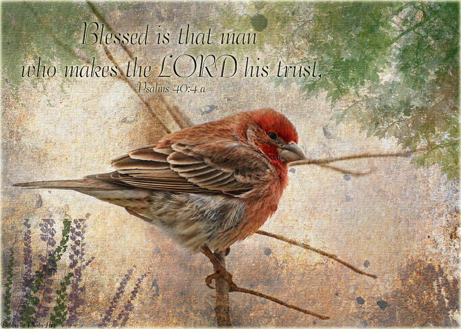Finch Greeting Card with verse Photograph by Debbie Portwood
