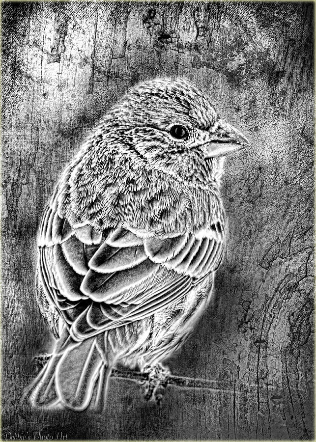 Nature Photograph - Finch Grungy Black and White by Debbie Portwood