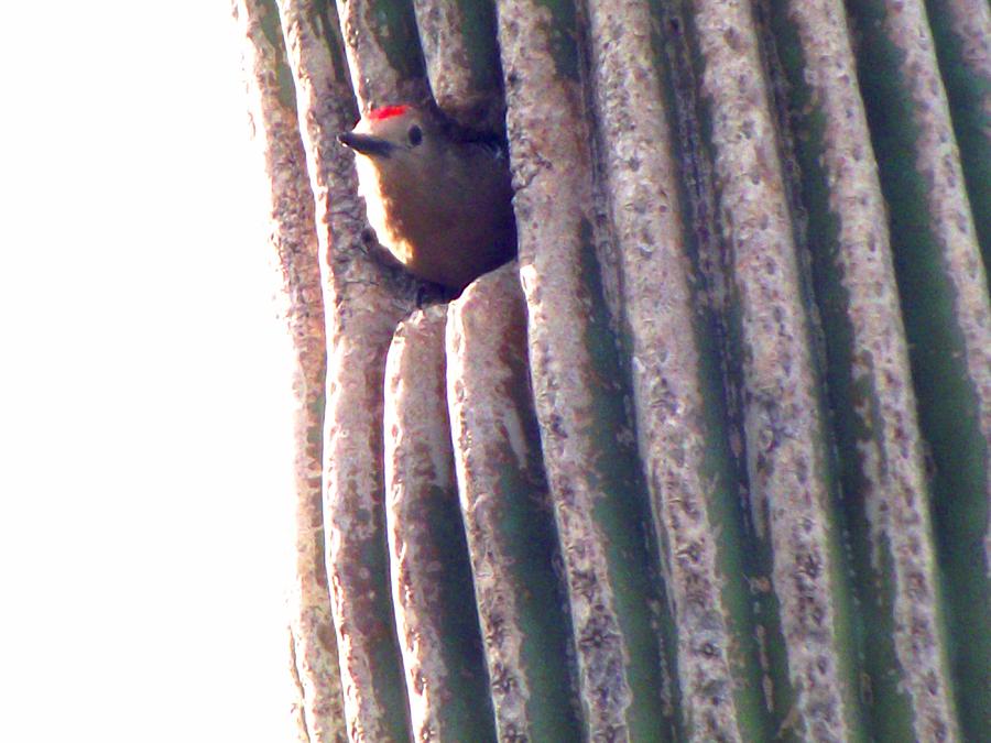 Finch in Sahuaro Cactus Photograph by Jayne Kerr 