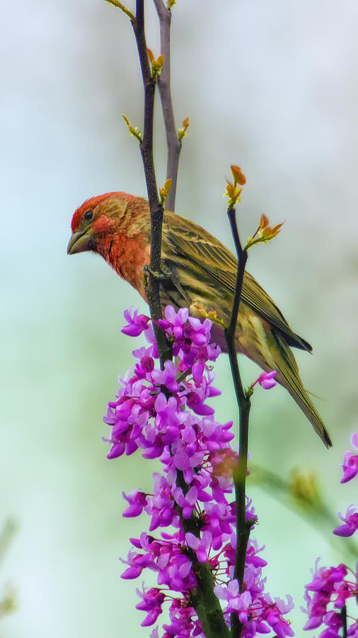 Finch on Blooming Branch Photograph by Bill and Linda Tiepelman