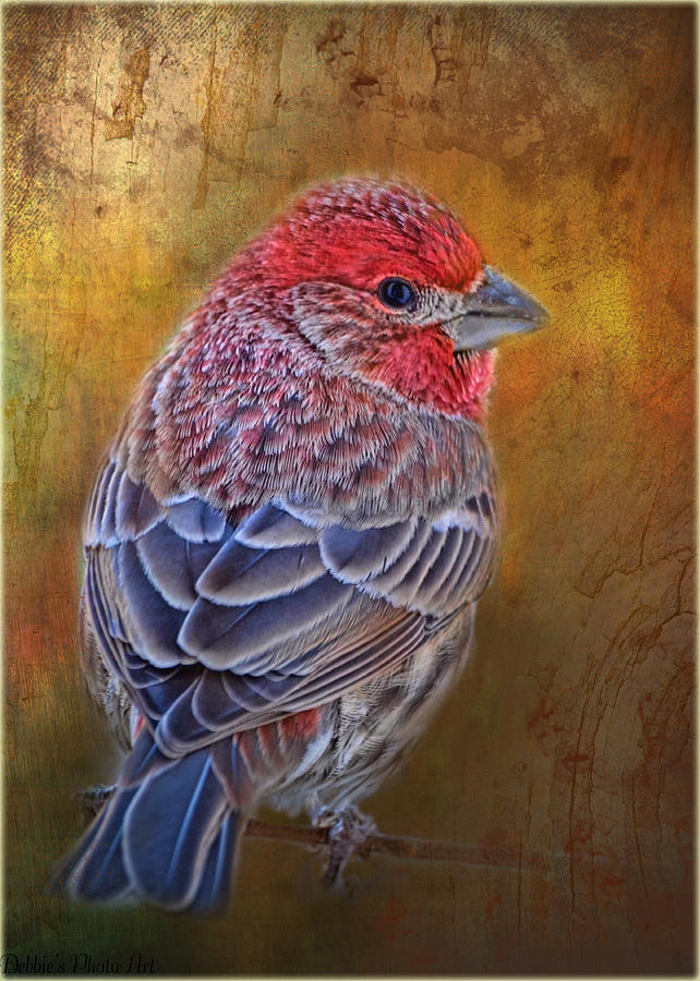 Finch with gold texture Photograph by Debbie Portwood