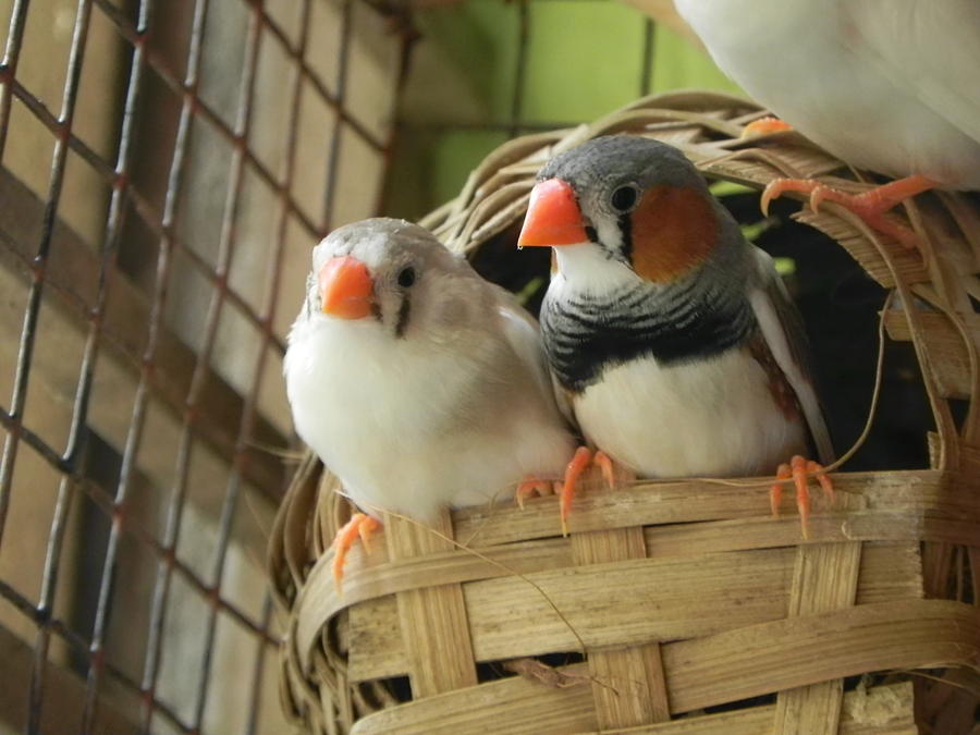 finch nest finch nest