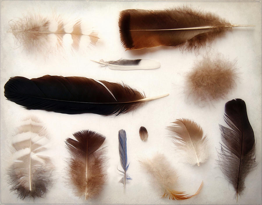 Finding Feathers Photograph by Angie Rea