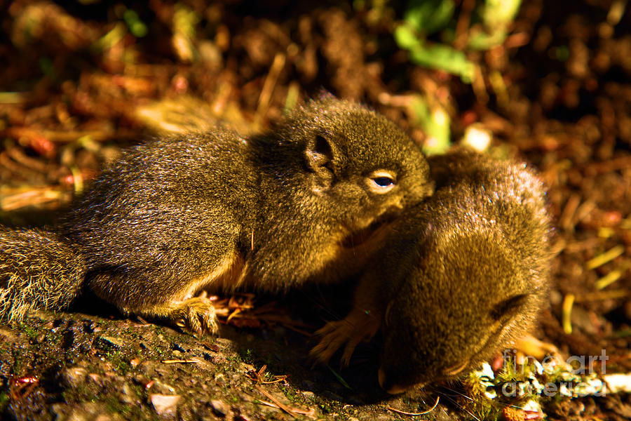 Squirrel Photograph - Finding Our Way by Adam Jewell